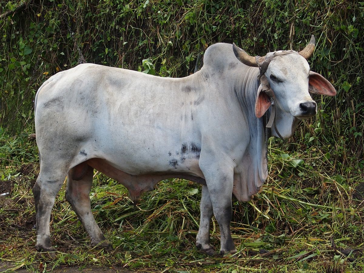 indiai pupos marha